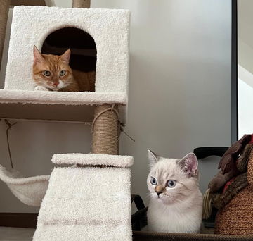 Kedi Annesi Olmak: Minimum Efor, Maksimum Verim